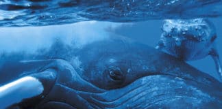 Rencontre magique avec les baleines