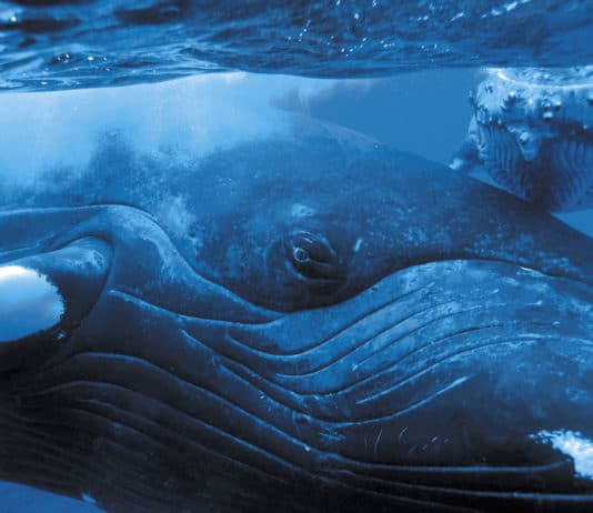 Rencontre magique avec les baleines