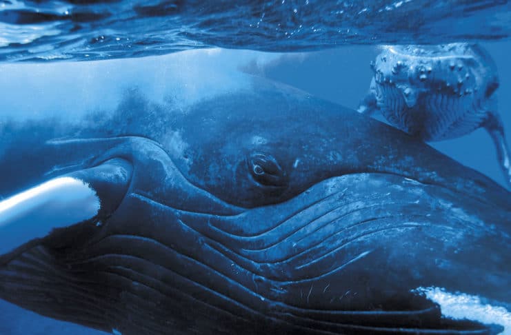 Rencontre magique avec les baleines