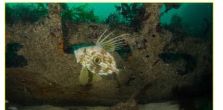 Festival Images sous-marines et musique traditionnelle à Groix (56)