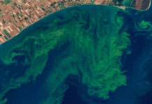 Colloque : Les microalgues toxiques, un problème persistant en France et dans le monde