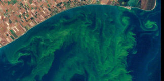 Colloque : Les microalgues toxiques, un problème persistant en France et dans le monde