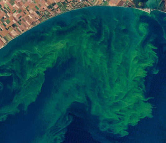 Colloque : Les microalgues toxiques, un problème persistant en France et dans le monde