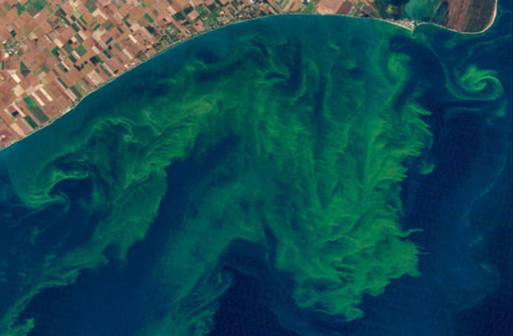 Colloque : Les microalgues toxiques, un problème persistant en France et dans le monde