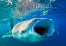 Henri Eskenazi, la passion d’un photographe