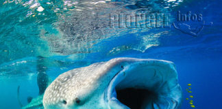 Henri Eskenazi, la passion d’un photographe