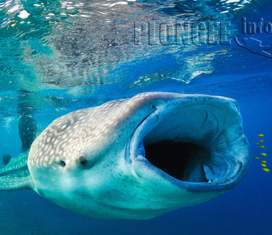 Henri Eskenazi, la passion d’un photographe