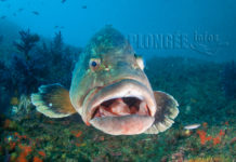 Mystérieuse mortalité des mérous en Méditerranée