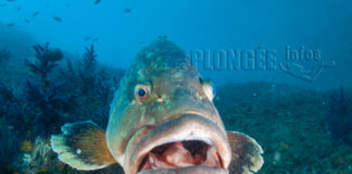 Mystérieuse mortalité des mérous en Méditerranée