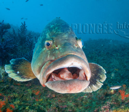 Mystérieuse mortalité des mérous en Méditerranée