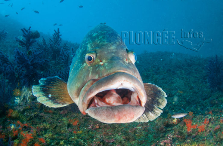 Mystérieuse mortalité des mérous en Méditerranée