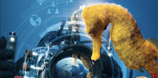 Le Grand Bleu et les Hippocampes arrivent à Paris