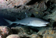 Protection de requins et des raies : les engagements ne sont pas tenus