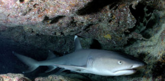 Protection de requins et des raies : les engagements ne sont pas tenus