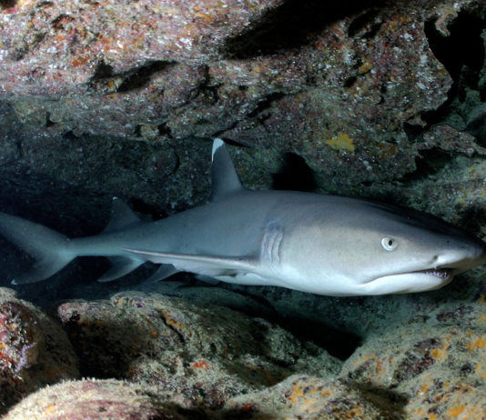 Protection de requins et des raies : les engagements ne sont pas tenus