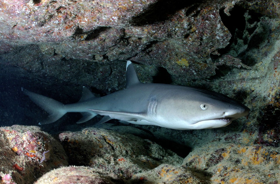 Le combat entre un requin-marteau et une raie est-il vraiment inégal ?