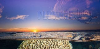 Cédric Péneau, photographe et globe-plongeur