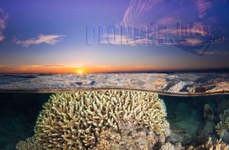 Cédric Péneau, photographe et globe-plongeur