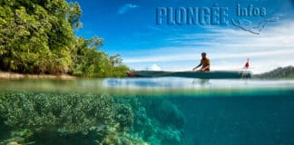 Ocean Quest : Reconstruire la mer