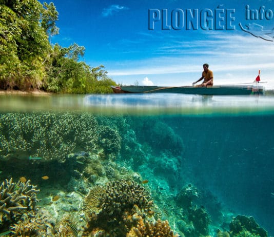 Ocean Quest : Reconstruire la mer