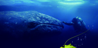 Gladius Mini, le nouveau drone sous-marin