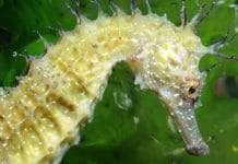 Hippocampes : un livre, une expo