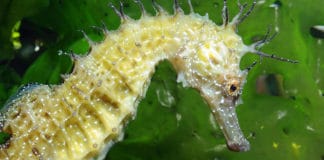 Hippocampes : un livre, une expo