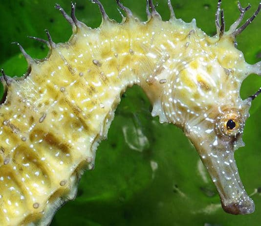 Hippocampes : un livre, une expo