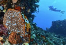 Road-trip plongée en Australie occidentale à Ningaloo