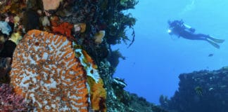 Road-trip plongée en Australie occidentale à Ningaloo