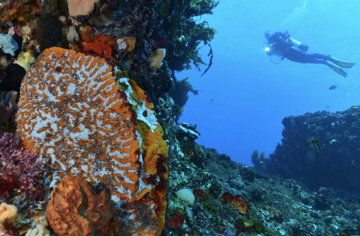 Road-trip plongée en Australie occidentale à Ningaloo