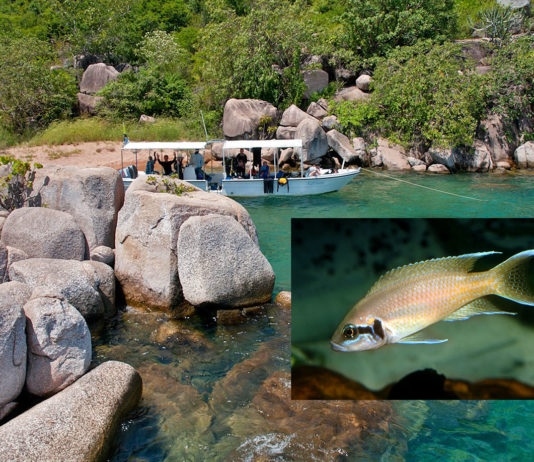 Participez à une mission d’étude des poissons du lac Tanganyika !