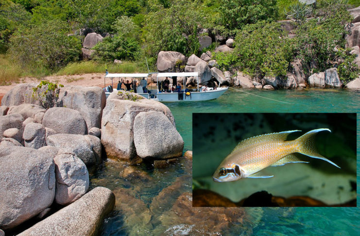 Participez à une mission d’étude des poissons du lac Tanganyika !