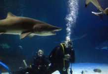 Plongez avec les requins !