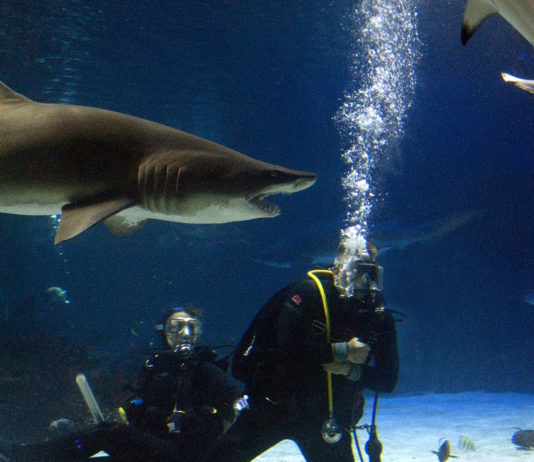 Plongez avec les requins !