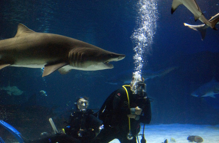 Plongez avec les requins !