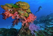 Les îles de la mer d’Andaman en toute liberté