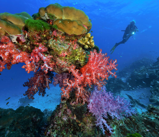 Les îles de la mer d’Andaman en toute liberté