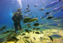 Biologie marine : les poissons  de Méditerranée fidèles à leur lagune