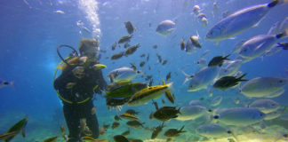 Biologie marine : les poissons de Méditerranée fidèles à leur lagune