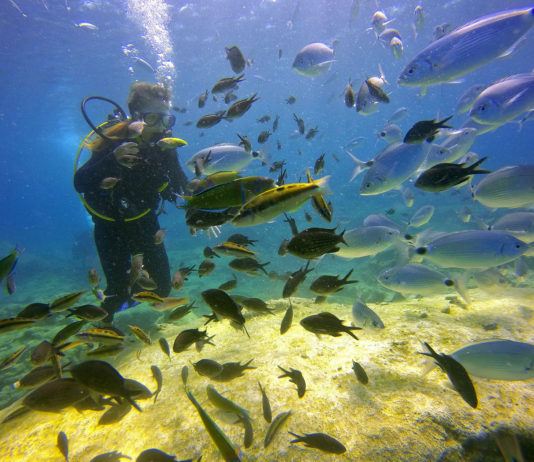 Biologie marine : les poissons de Méditerranée fidèles à leur lagune