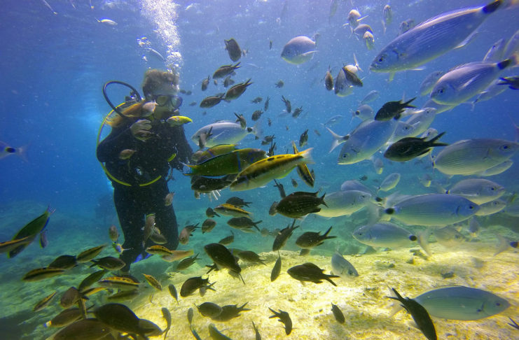 Biologie marine : les poissons de Méditerranée fidèles à leur lagune