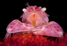 5e Festival d’image sous-marine d’Ile-de-France : une belle cuvée !