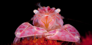 5e Festival d’image sous-marine d’Ile-de-France : une belle cuvée !