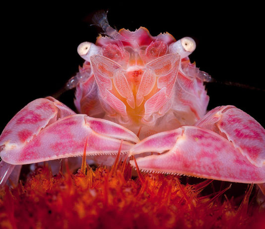 5e Festival d’image sous-marine d’Ile-de-France : une belle cuvée !