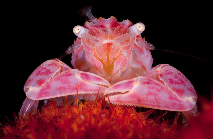 5e Festival d’image sous-marine d’Ile-de-France : une belle cuvée !