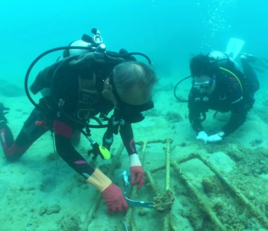 Le bouturage des coraux avec Ocean Quest et le centre Tioman Lovers