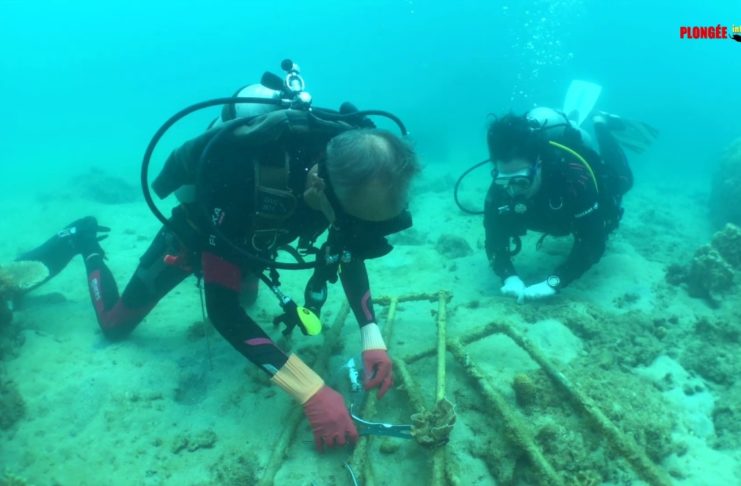 Le bouturage des coraux avec Ocean Quest et le centre Tioman Lovers