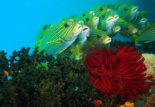 Croisière en Papouasie, un hommage au temps (qui passe)