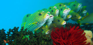 Croisière en Papouasie, un hommage au temps (qui passe)